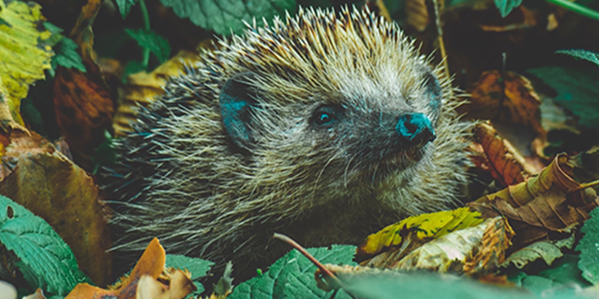 Did you know that hedgehog numbers in the UK have declined by 50% since 2000 and there are now estimated to be fewer than 1 million left?